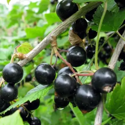 Смородина чёрная ЧЁРНЫЙ АИСТ в Фаниполе