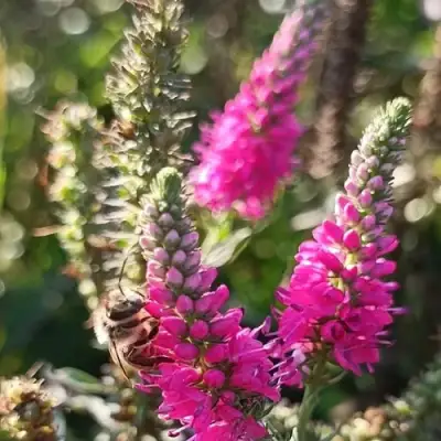 Вероника РОЗЕА колосковая в Фаниполе