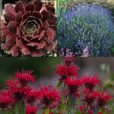 Комплект ФИОЛЕТОВОЕ ВДОХНОВЕНИЕ в Фаниполе