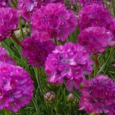 Армерия МОНИНГ СТАР ДИП РОУЗ в Фаниполе