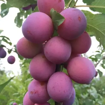 Слива ИМПЕРИАЛ колонновидная в Фаниполе