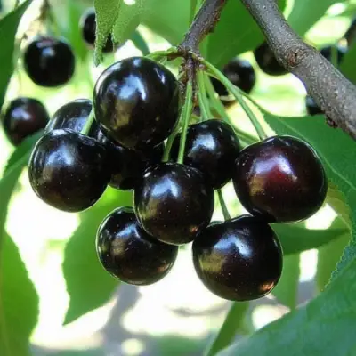 Вишня РОССОШАНСКАЯ ЧЕРНАЯ в Фаниполе