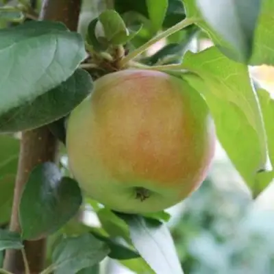 Яблоня ПОДСНЕЖНИК стелющаяся в Фаниполе