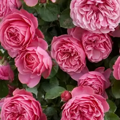 Роза ЛЕОНАРДО ДА ВИНЧИ флорибунда в Фаниполе