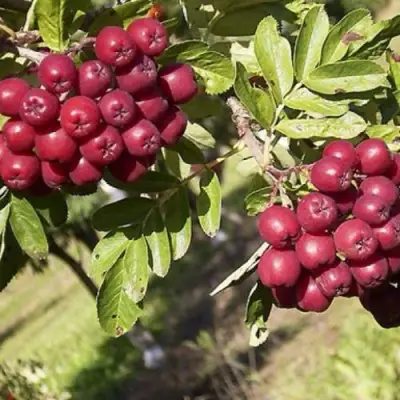 Рябина БУРКА сладкоплодная в Фаниполе