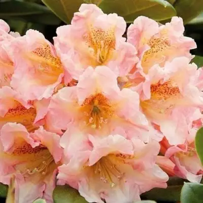 Рододендрон ФЛАУТАНДО в Фаниполе