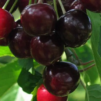 Черешня ВАЛЕРИЙ ЧКАЛОВ в Фаниполе