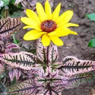 Гелиопсис САММЕР ПИНК в Фаниполе