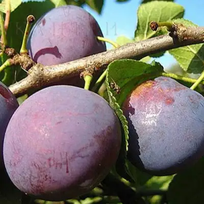 Слива СТАРТОВАЯ в Фаниполе