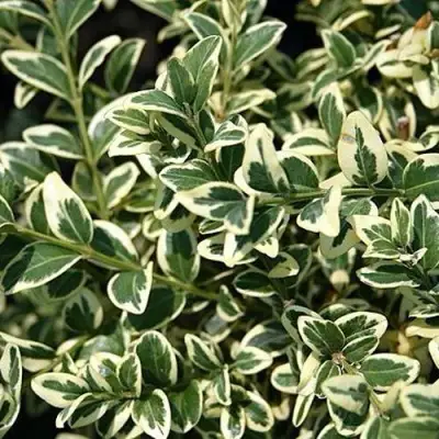 Бирючина ВАРИЕГАТУМ овальнолистная в Фаниполе