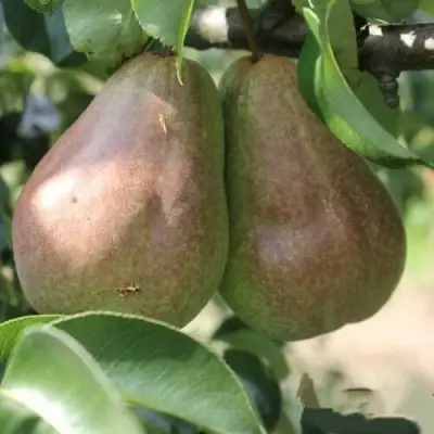 Груша БРЯНСКАЯ КРАСАВИЦА в Фаниполе