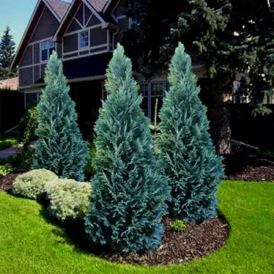 Кипарисовик ВАН ПЕЛЬТС БЛЮ лавсона в Фаниполе