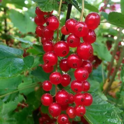 Смородина красная КОНСТАНТИНОВСКАЯ в Фаниполе