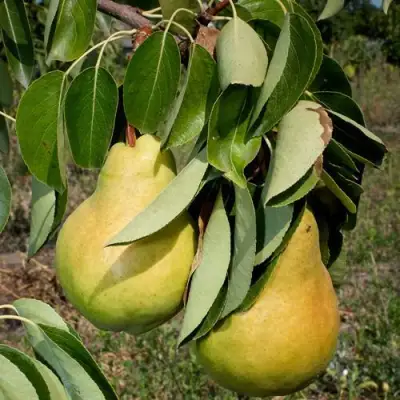 Груша ДЮШЕС ЛЕТНИЙ в Фаниполе