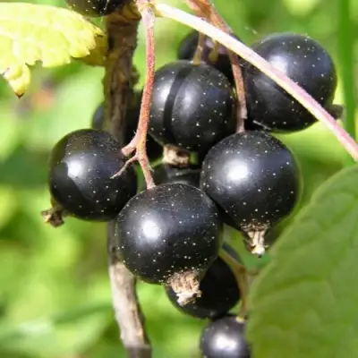 Смородина чёрная ПАМЯТЬ ВАВИЛОВА в Фаниполе