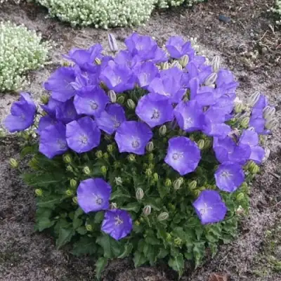 Колокольчик САНТА карпатский в Фаниполе