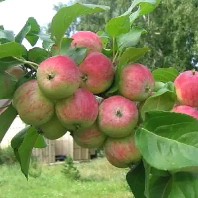 Яблоня ГРУШОВКА МОСКОВСКАЯ в Фаниполе