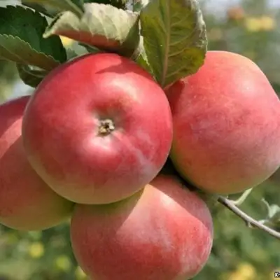 Яблоня ВЭМ-РОЗОВЫЙ в Фаниполе