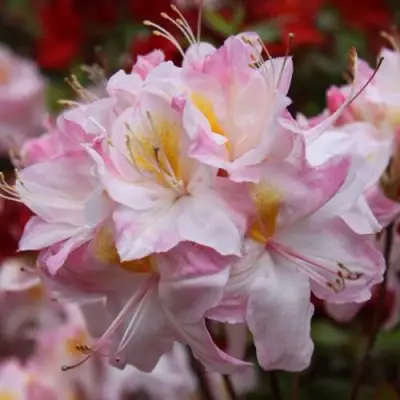 Азалия САТОМИ японская в Фаниполе