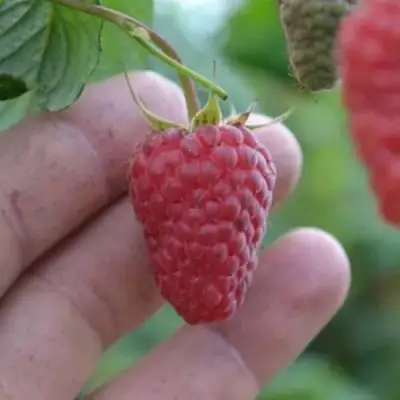 Малина КОРПИКО в Фаниполе