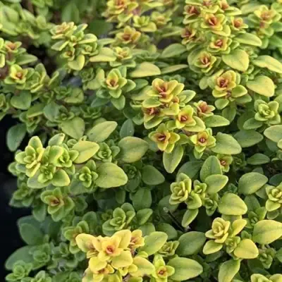 Тимьян АРЧЕРЗ ГОЛД в Фаниполе