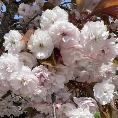 Сакура ШИРОФУГЕН в Фаниполе