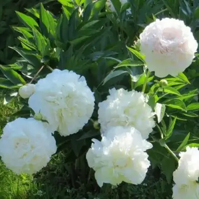 Пион МУН ОВЕР БАРРИНГТОН травянистый в Фаниполе