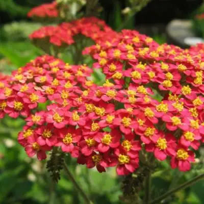 Тысячелистник ПАПРИКА обыкновенный в Фаниполе