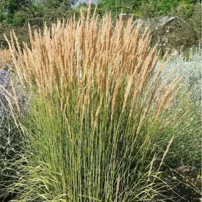 Вейник АВАЛАНШ остроцветковый в Фаниполе