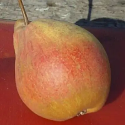 Груша ТАТЬЯНА в Фаниполе