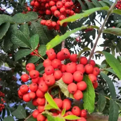 Рябина НЕВЕЖИНСКАЯ сладкоплодная в Фаниполе