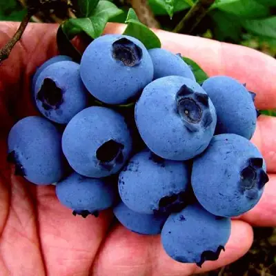 Голубика РЕКА в Фаниполе