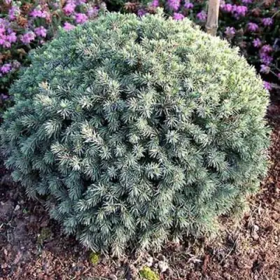 Ель ЭХИНИФОРМИС сизая в Фаниполе