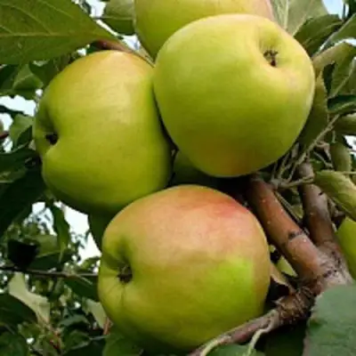 Яблоня БРАТ ЧУДНОГО стелющаяся в Фаниполе