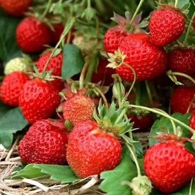 Клубника САН АНДРЕАС ремонтантная в Фаниполе