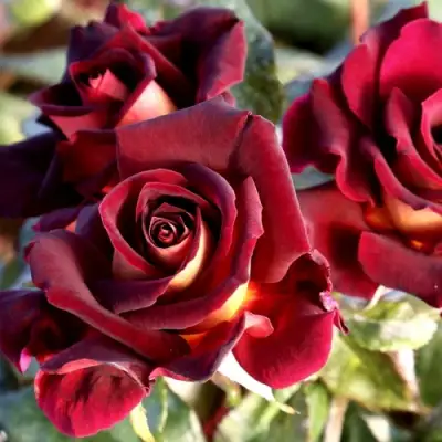 Роза ЭДДИ МИТЧЕЛЛ чайно-гибридная в Фаниполе