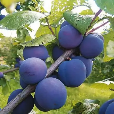 Слива КРОМАНЬ в Фаниполе