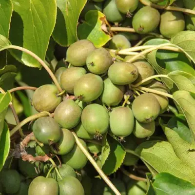 Актинидия ДЖИРАЛЬДИ в Фаниполе