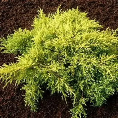 Можжевельник МОРДИГАН ГОЛД средний в Фаниполе