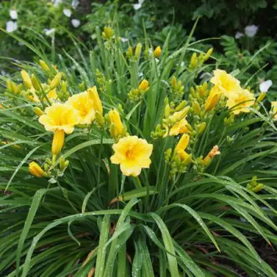 Лилейник СТЕЛЛА ДЕ ОРО гибридный в Фаниполе