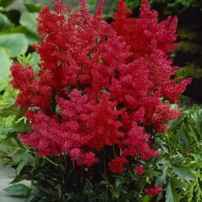 Астильба ГРАНАТ Арендса в Фаниполе