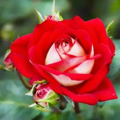 Роза АЛЬЯНС чайно-гибридная в Фаниполе