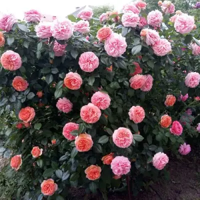 Роза ЧИППЕНДЕЙЛ чайно-гибридная в Фаниполе