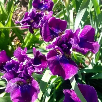 Ирис БАНДЛ ОВ ДЖОЙ сибирский в Фаниполе