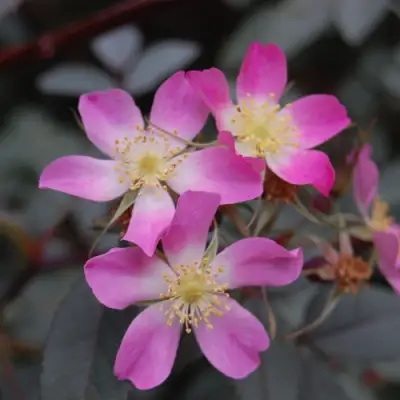 Роза сизая в Фаниполе