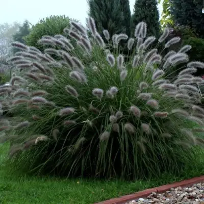 Пеннисетум ЛЕДИ Ю в Фаниполе