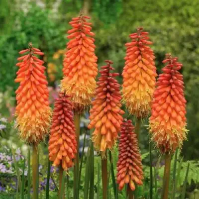 Книфофия АЛЬКАЗАР гибридная в Фаниполе