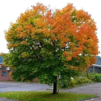 Клен остролистный в Фаниполе