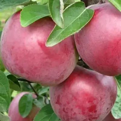 Яблоня АЛЕСЯ в Фаниполе