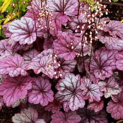 Гейхера ШУГА ФРОСТИНГ в Фаниполе